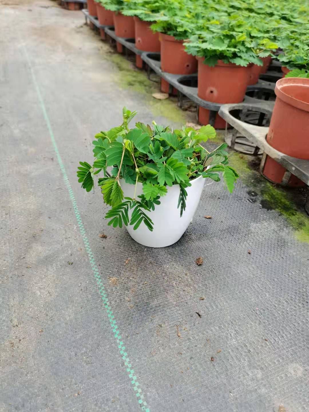  110蓄水杯含羞草，24装，价5元！