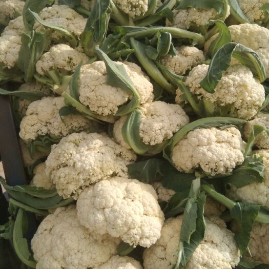 天门市白花菜花 松花菜，湖北天门散花大量上市，价格美丽，诚信经营，