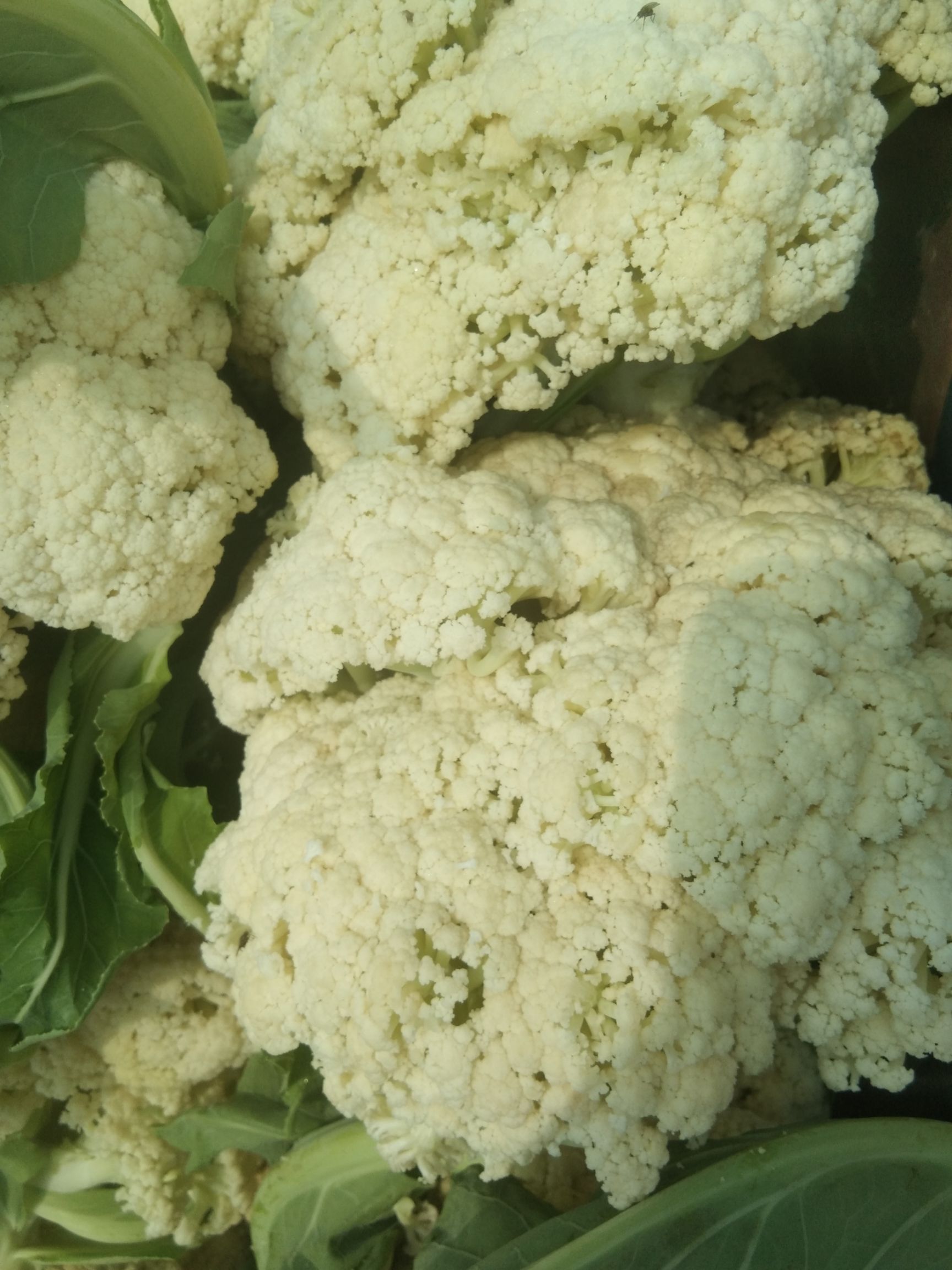 白花菜花 松花菜,湖北天门散花大量上市,价格美丽,诚信经营,追求质量!