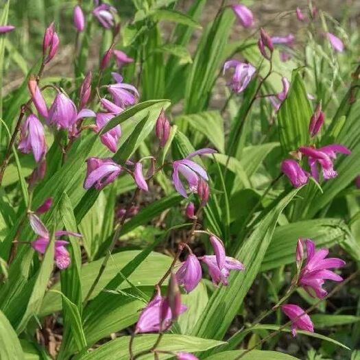 邛崃市紫花白芨苗 紫花白芨
