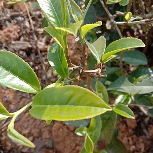 施甸县茶花 李基山茶