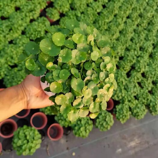 广州铜钱草盆栽 110蓄水杯铜钱草，24个装，价5元
