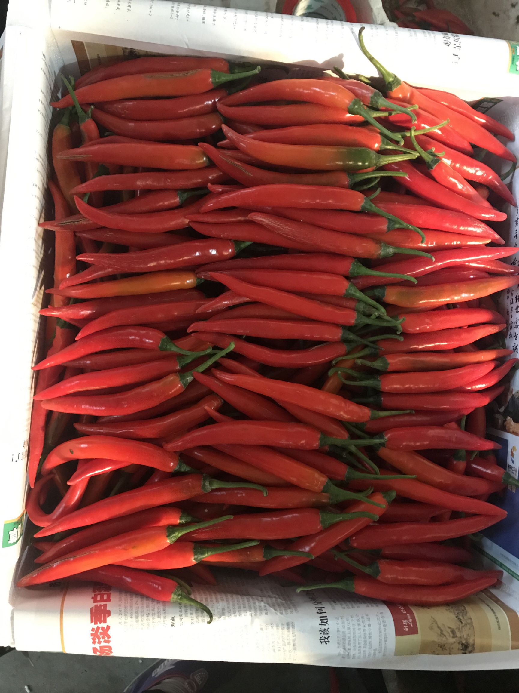 美人椒 海花红辣椒