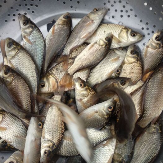 南江县鲤鱼苗，量大从优，欢迎各位老板光临。