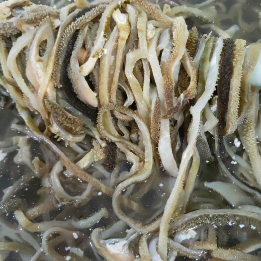 成都毛肚  羊肚丝 牛肚丝 少油 可整块 可切丝 一手货源