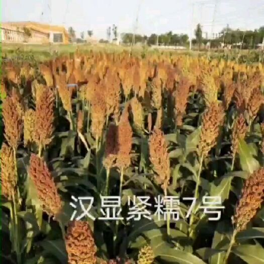 青县高粱种子  汉青糯7号株高一米五亩产一千三高产一千六积温28