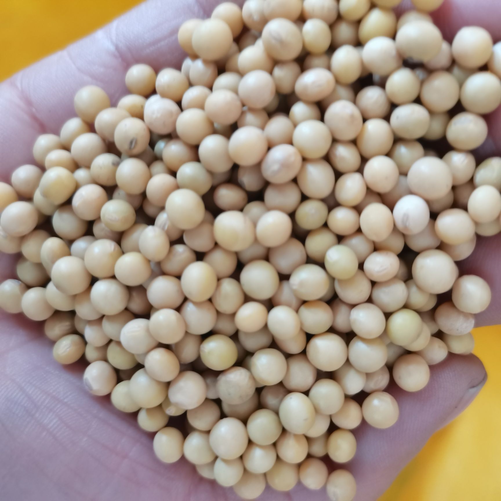 黄芽豆    芽豆小黄豆690 东升豆 小金黄豆生豆芽豆子