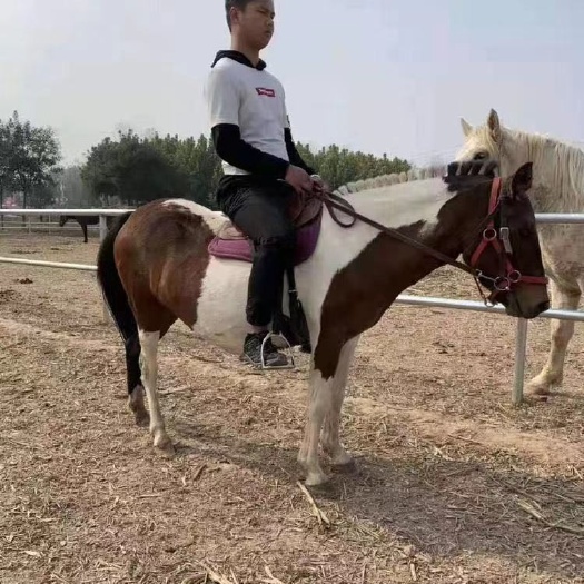 新泰市矮马 矮马   国产矮马    骑乘马  包送货