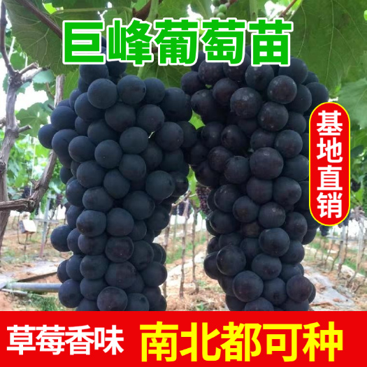 巨峰葡萄苗  适应性强，抗病、抗寒性能好，果皮紫黑色，果粉好。