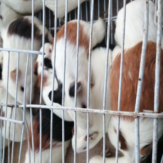 昆明荷兰鼠 荷兰猪50克到350克，货源充足，价格便宜所以运费自