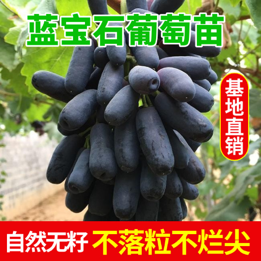 盖州市蓝宝石葡萄苗 成熟后不落粒、不烂尖，挂树1个月以上，耐贮运。