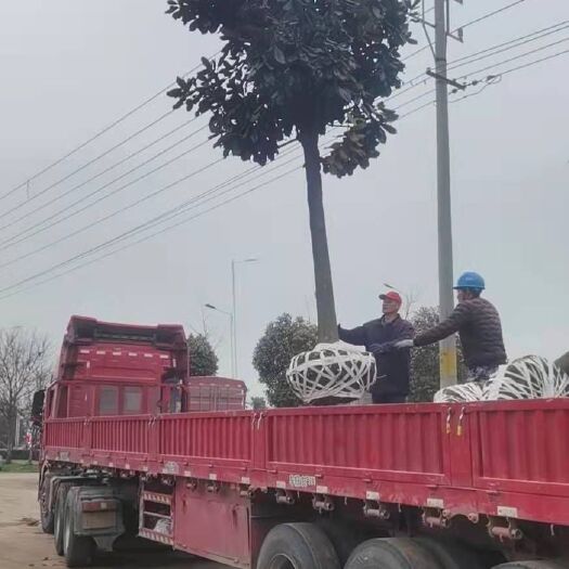 南京 广玉兰