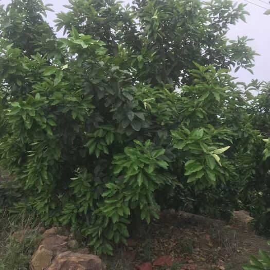 平和县三红蜜柚苗 实生苗 