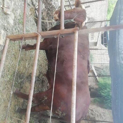 三原县肉牛  阉割牛10头