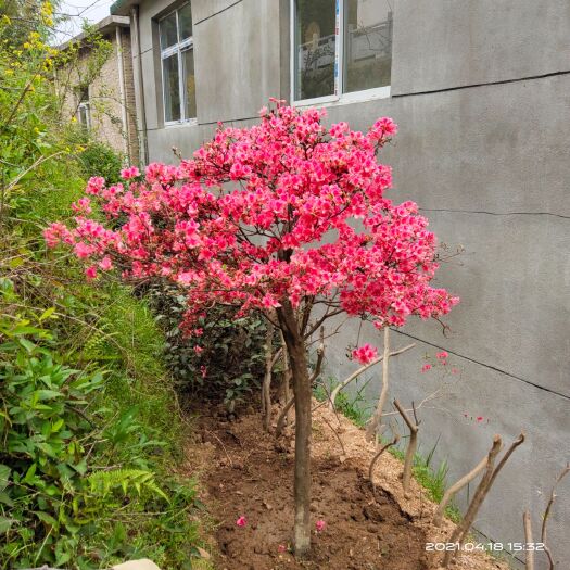 岳西县国旗红杜鹃  大别山映山红花紫花高桩多杆粗杆老桩桩全冠盆绿化树苗杜鹃花