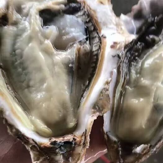 乳山市三倍体生蚝 乳山生蚝批发全国各地均可发一件代发140斤装的130斤装均可