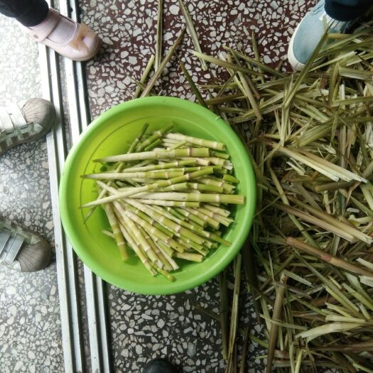 衡东县 高山小竹笋