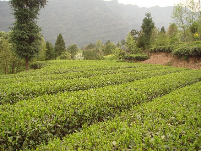万源市雀舌茶 巴山雀舌