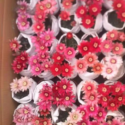 广州非花玉 菲花玉35装，160元一件