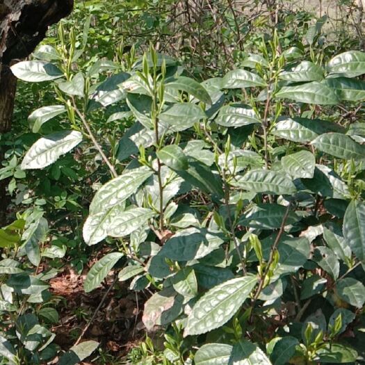 金寨县毛峰茶 金寨高山茶