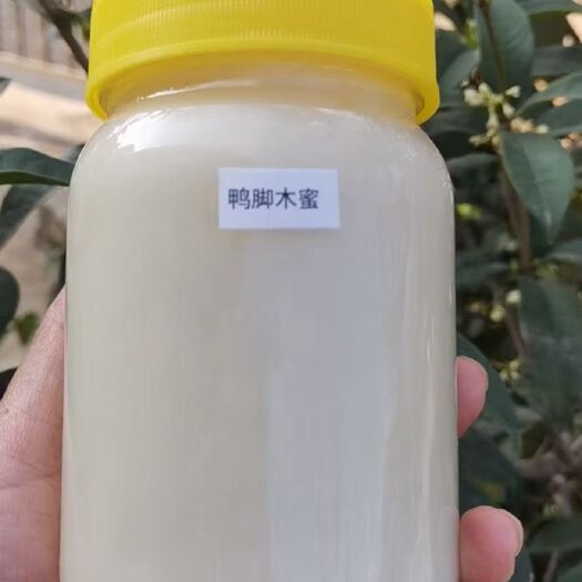 龙门县鸭脚木蜜