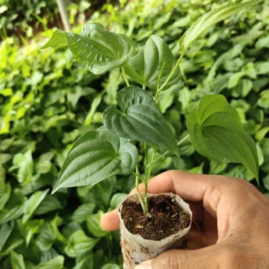 浦北县红花百部苗，包技术，包回收！产量高，易种植，好管理