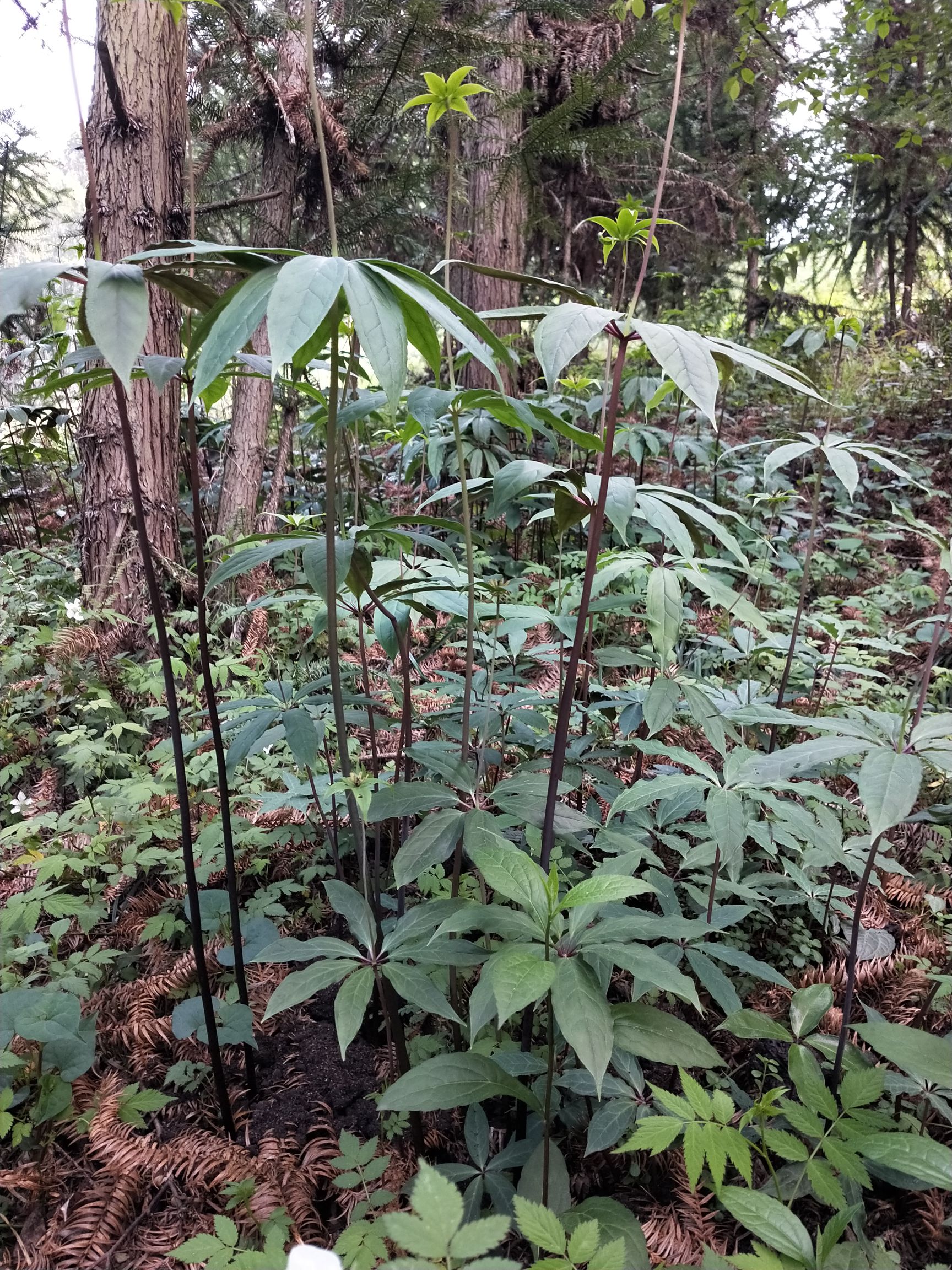 重楼苗  七叶一枝花苗