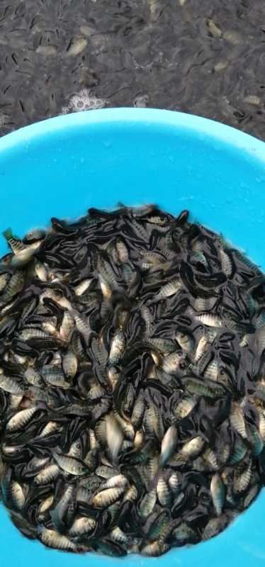 罗非鱼苗  脆肉罗非 优质品种  省料生长速度快，抗病毒性强