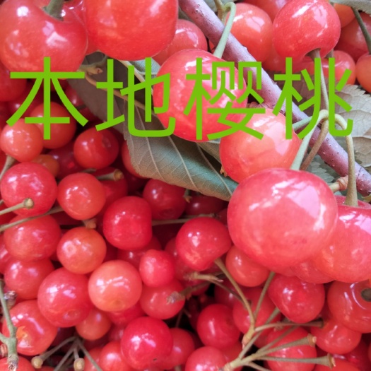 内乡县樱桃  本基地是水果熟的最早的地方，河南南阳内乡赤眉镇，上市