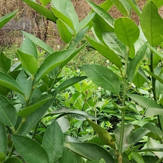 灵山县一年四季都有果，广东香水柠檬苗。
