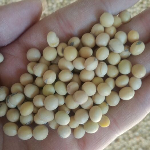 太康县高蛋白大豆，用于各种豆制品