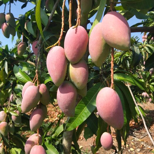 东方市海南东方自家果园贵妃芒果已成熟。
