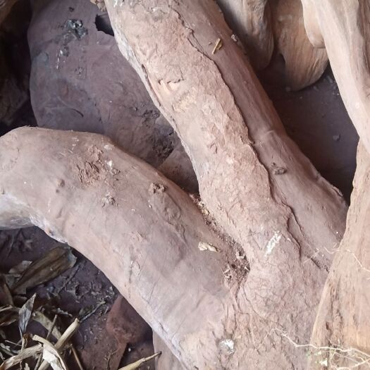 昆明 香樟木桩