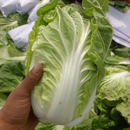 邯郸精品夏阳白