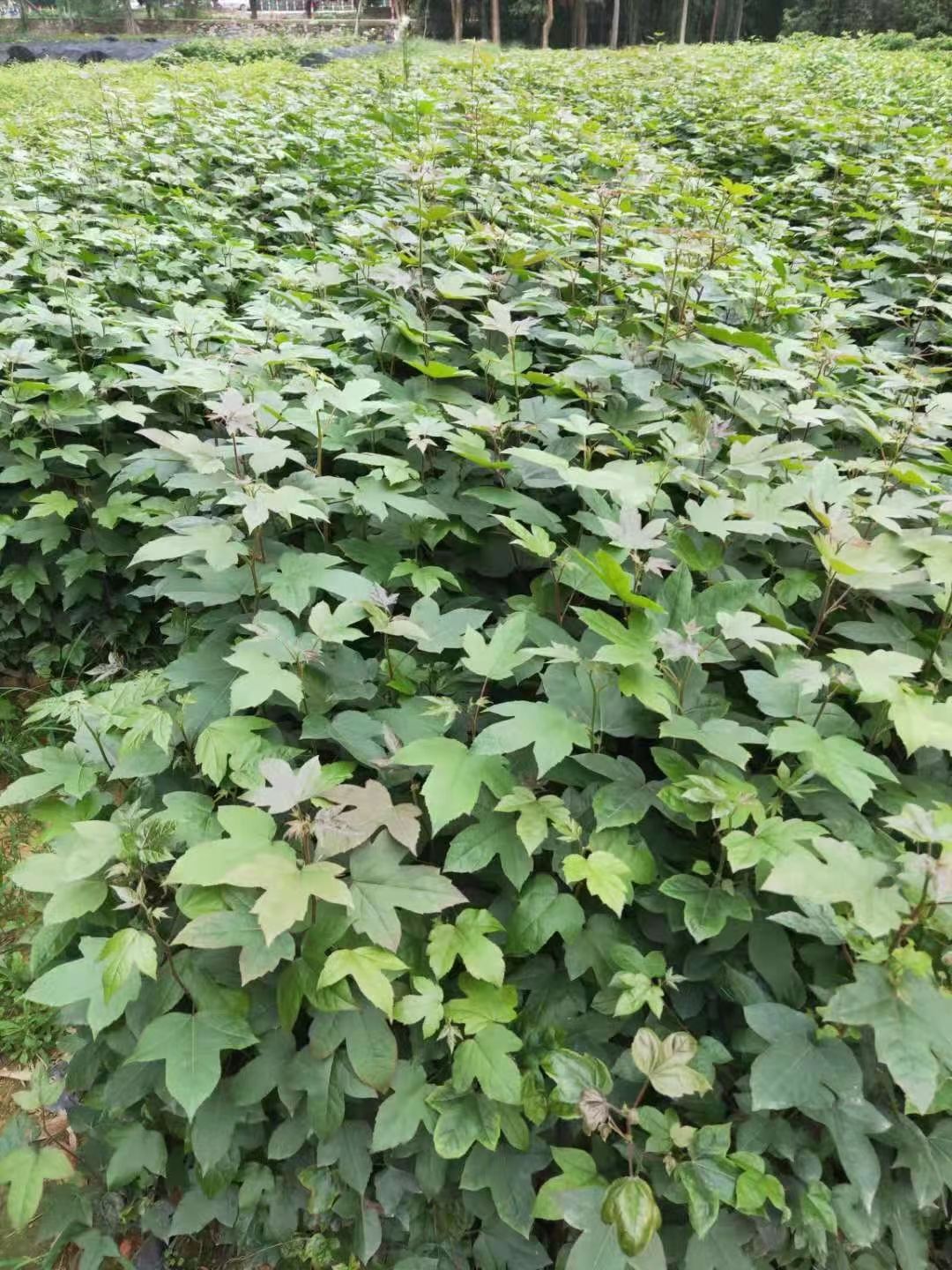 枫香树  枫香，枫木