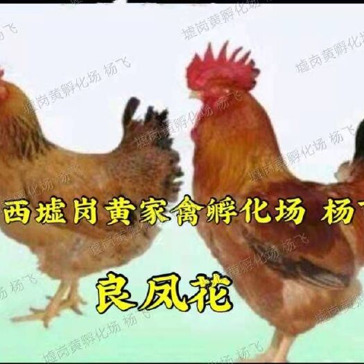 南宁良凤花鸡苗 快大型肉鸡苗 广西名鸡苗直销全国疫苗齐全杜绝假货