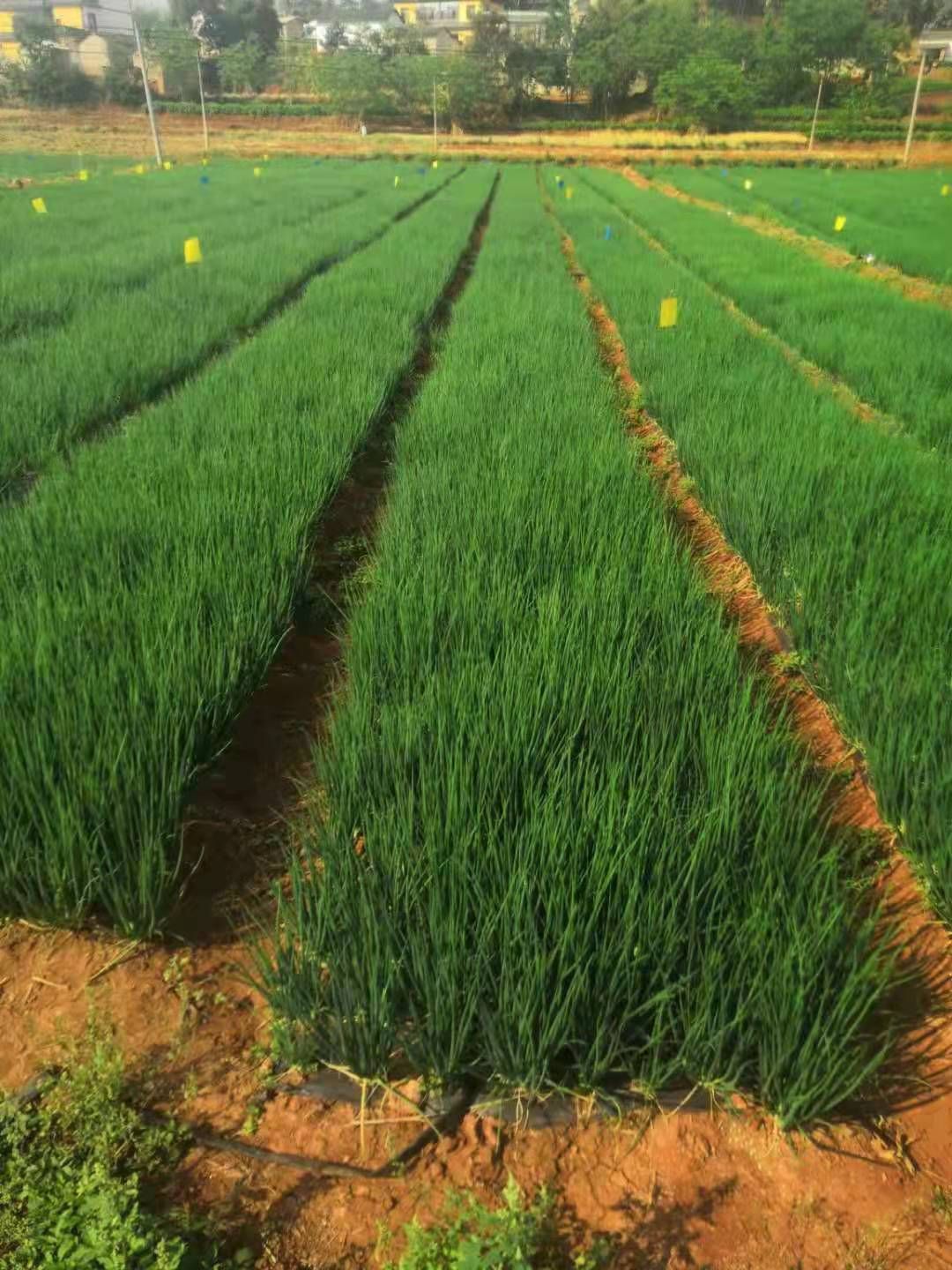 香葱 量大  货好  价格便宜