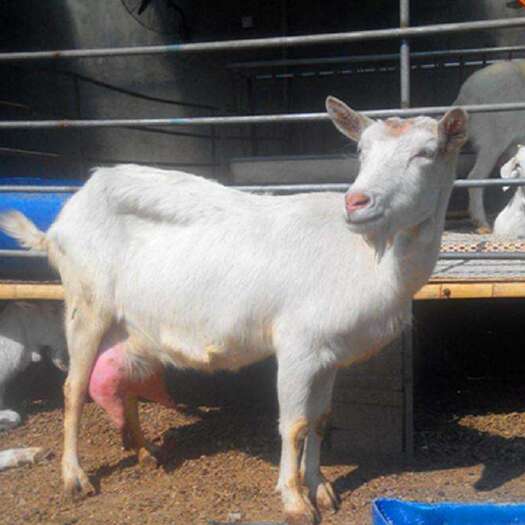 奶山羊  产奶量10斤以上  奶山羊羊羔  奶山羊种公羊