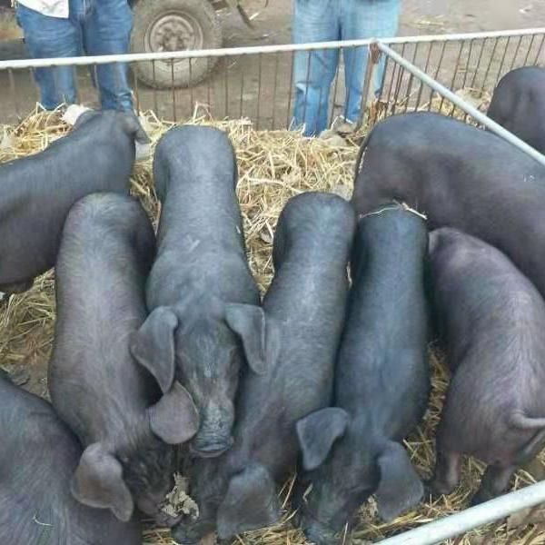 苏太母猪具有产仔多,生长速度快,瘦肉率高,耐粗饲,价格1350元/头