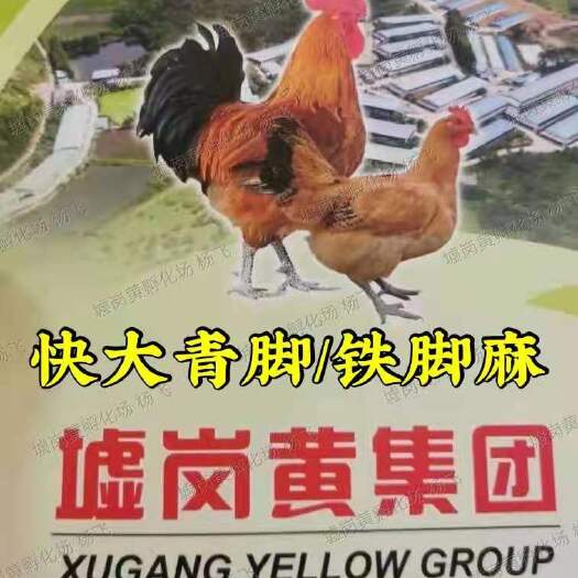 南宁【快大种青脚麻/ 铁脚麻鸡苗】包疫苗包路损纯正品种 厂家直销