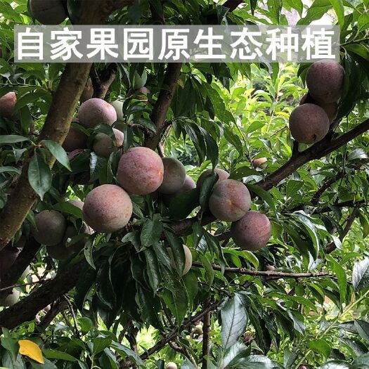 信宜市 信宜三华李，三华李之乡