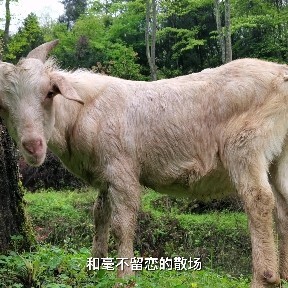 正安县 土山羊