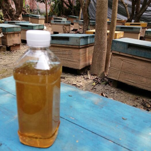 浦北县土蜂蜜  批发零售中蜂冬蜜、龙眼蜜、荔枝蜜、百花蜜、桉树蜜，货发全国