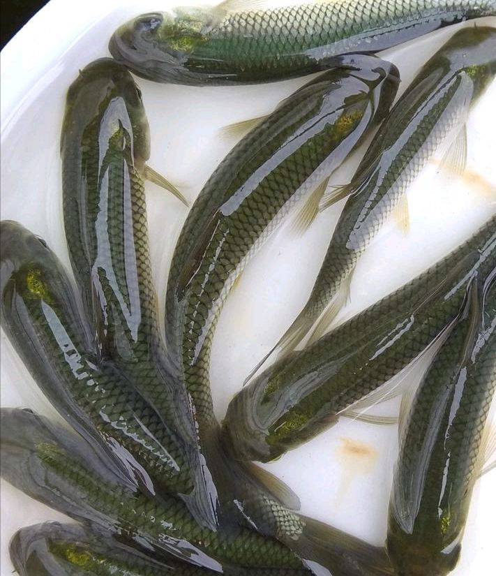 螺丝青鱼苗黑鲩鱼苗广草鱼苗花鲢鱼苗有自孵水花推荐欢迎仪价