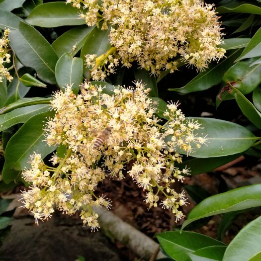漳州土蜂蜜  天然蜂蜜