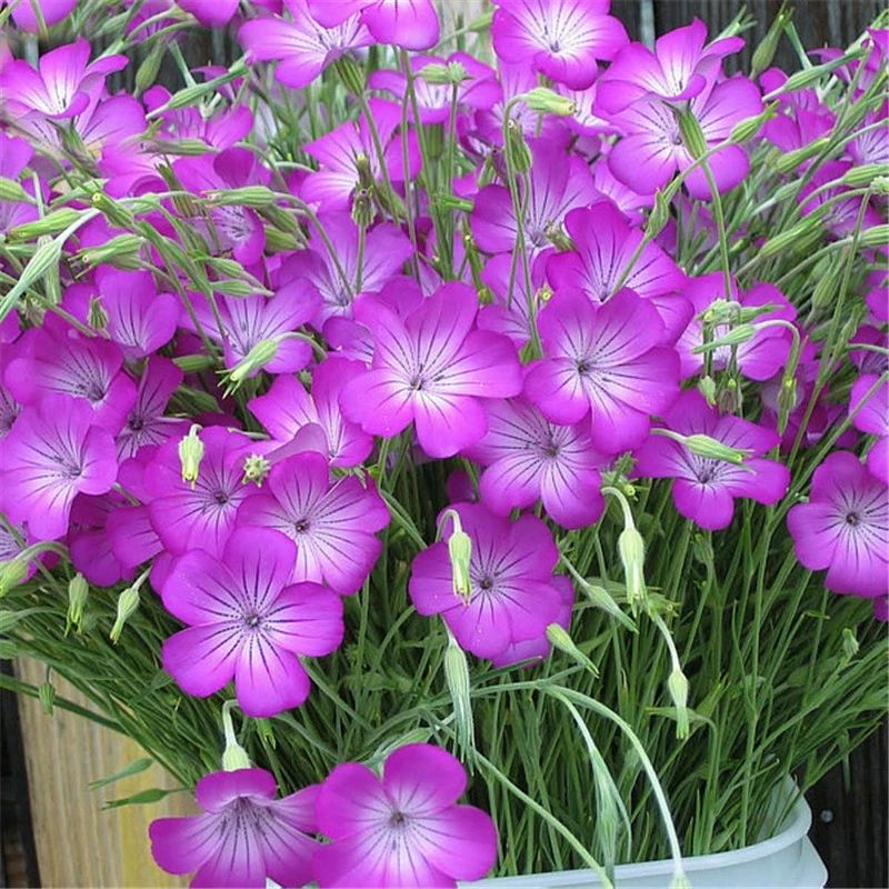 麦仙翁种子 耐旱花海 麦毒草花期长四季播种庭院景观花卉种子花