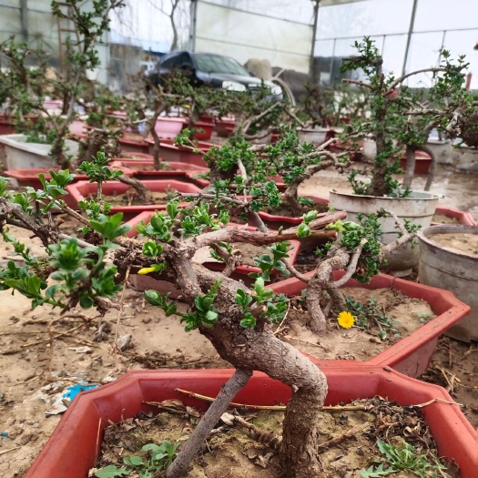 青州市探春花  迎春花盆栽和小苗