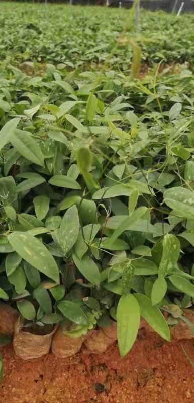 恩平市 土茯苓苗