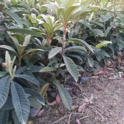 资阳 大五星枇杷苗