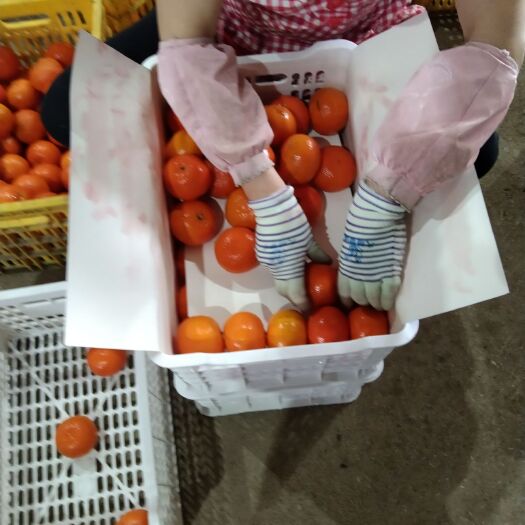 平乐县沃柑 广西桂林市，平乐县水果之乡 欢迎各位老板过来收购